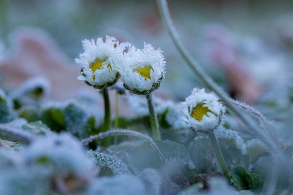 Gänseblümchen im Januar 