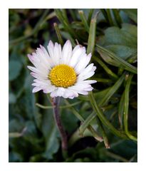 Gänseblümchen im Januar