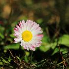 Gänseblümchen im Januar.....