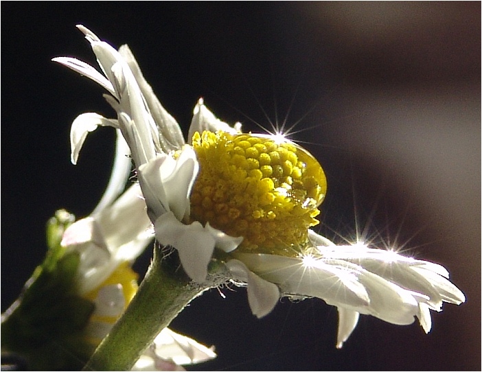 Gänseblümchen im Januar