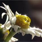 Gänseblümchen im Januar