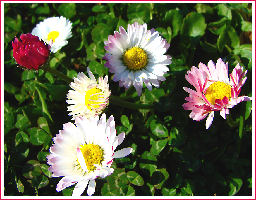 Gänseblümchen im Klee