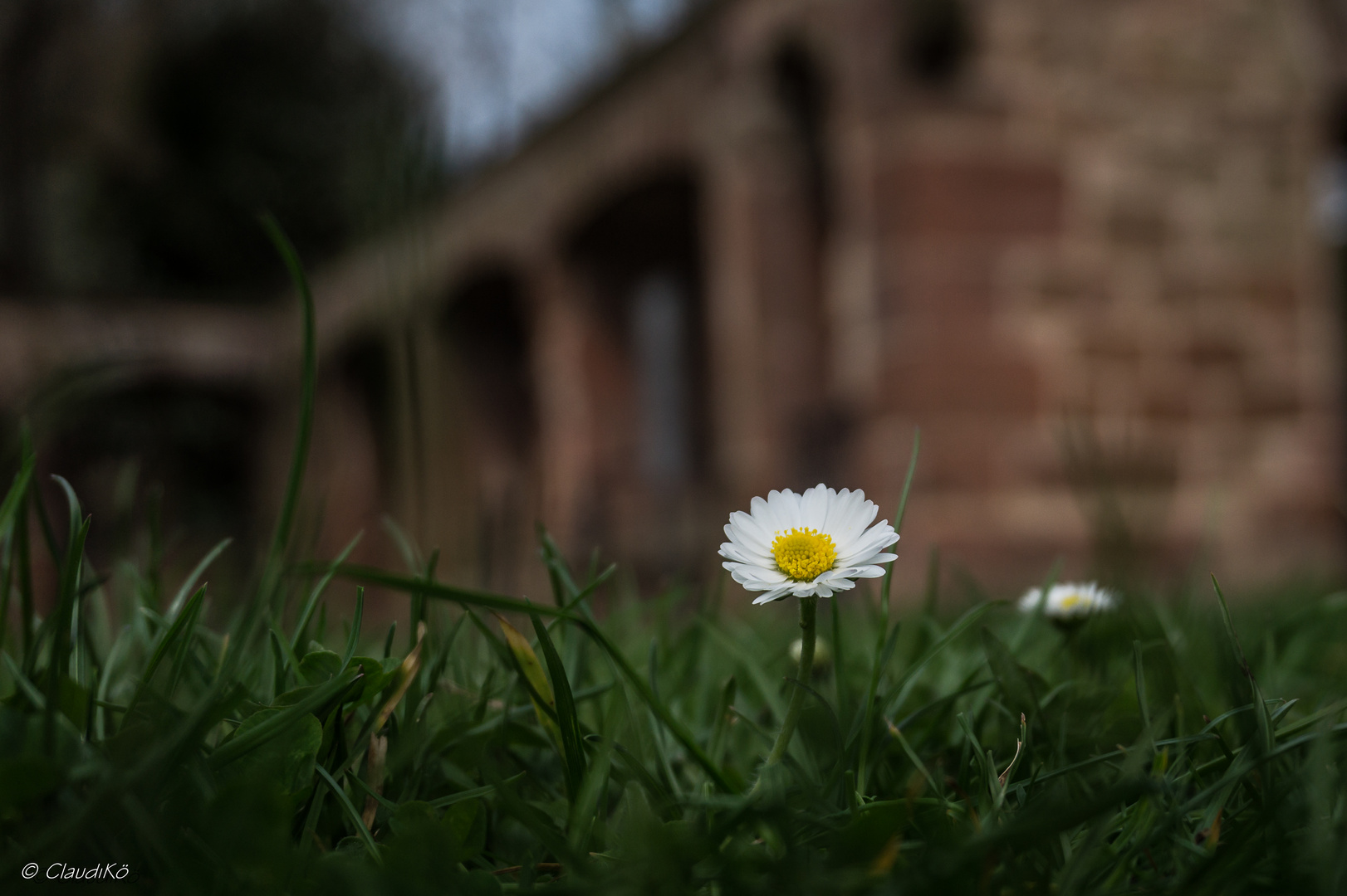 Gänseblümchen im Kloster