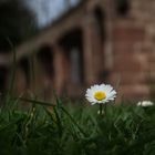 Gänseblümchen im Kloster