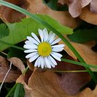 Gänseblümchen im Laub