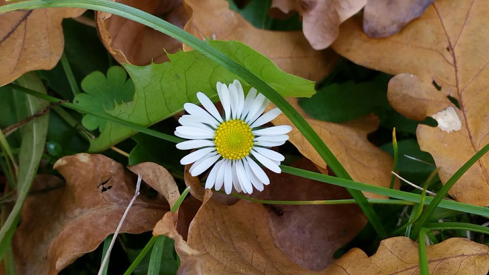 Gänseblümchen im Laub