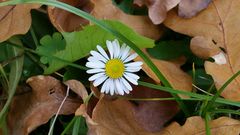 Gänseblümchen im Laub