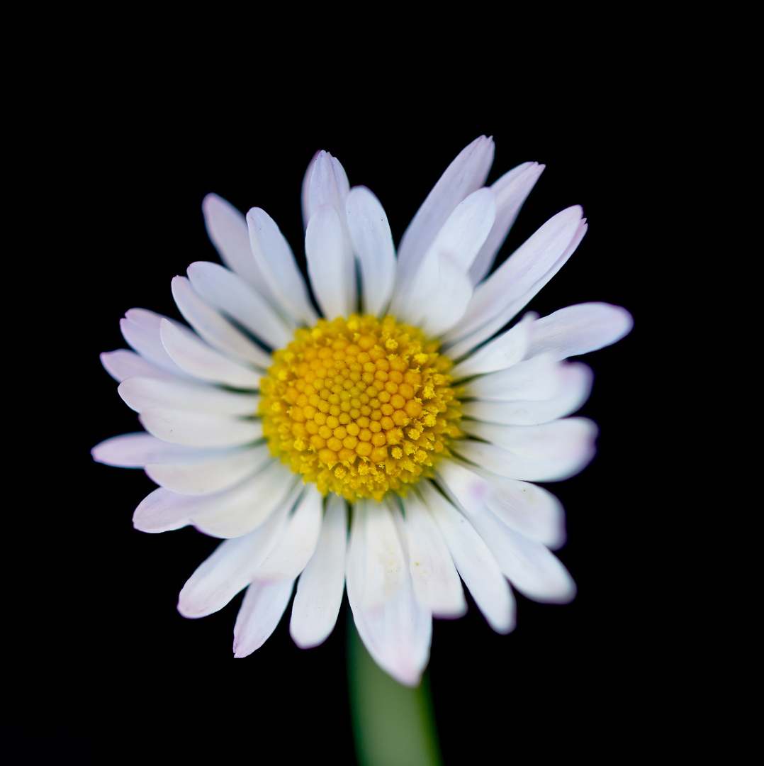 Gänseblümchen im Mai