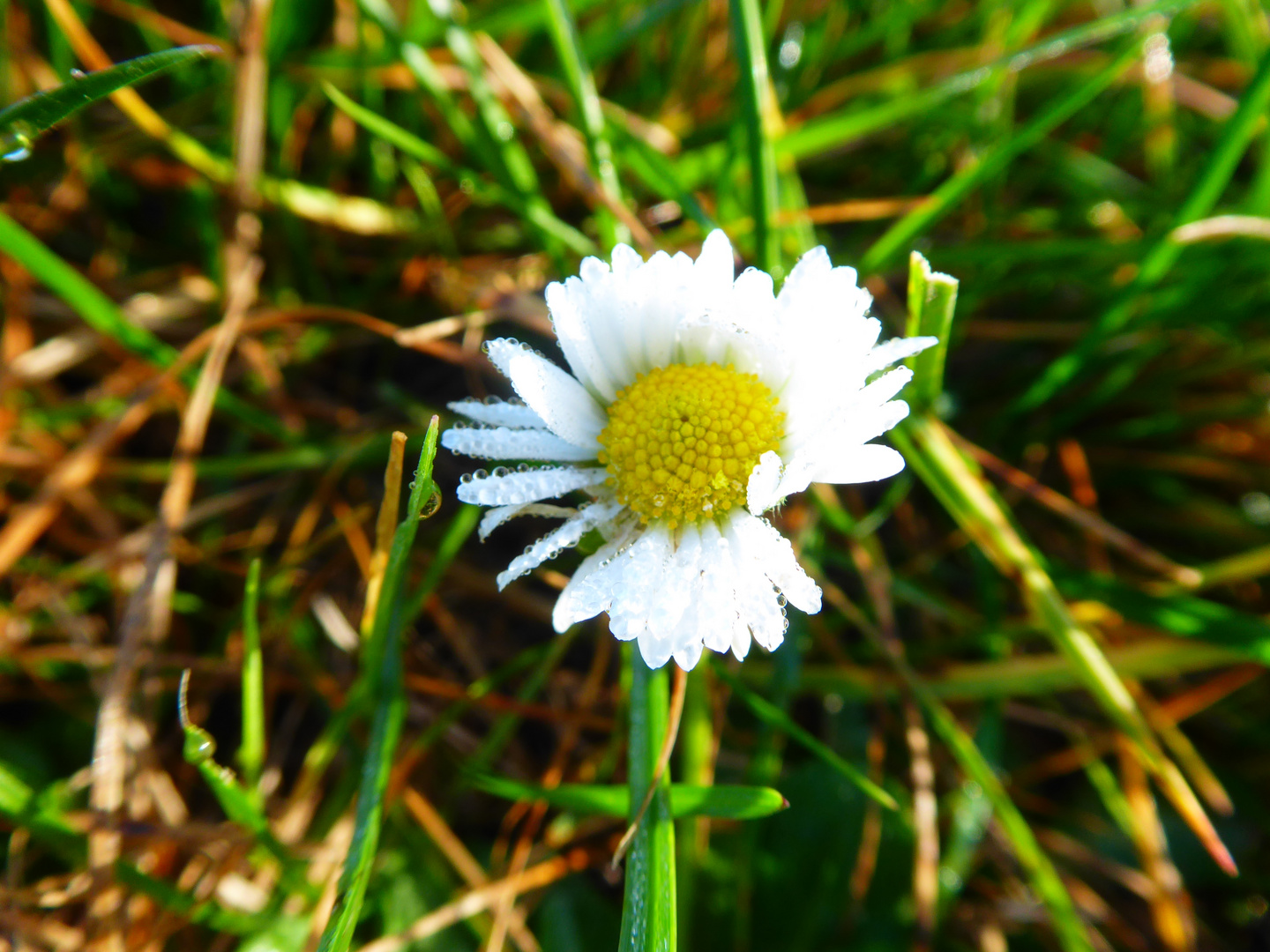 Gänseblümchen im Morgentau