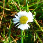 Gänseblümchen im Morgentau