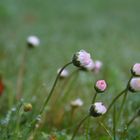 Gänseblümchen im Morgentau