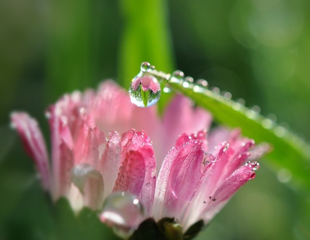 Gänseblümchen im Morgentau