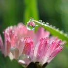 Gänseblümchen im Morgentau