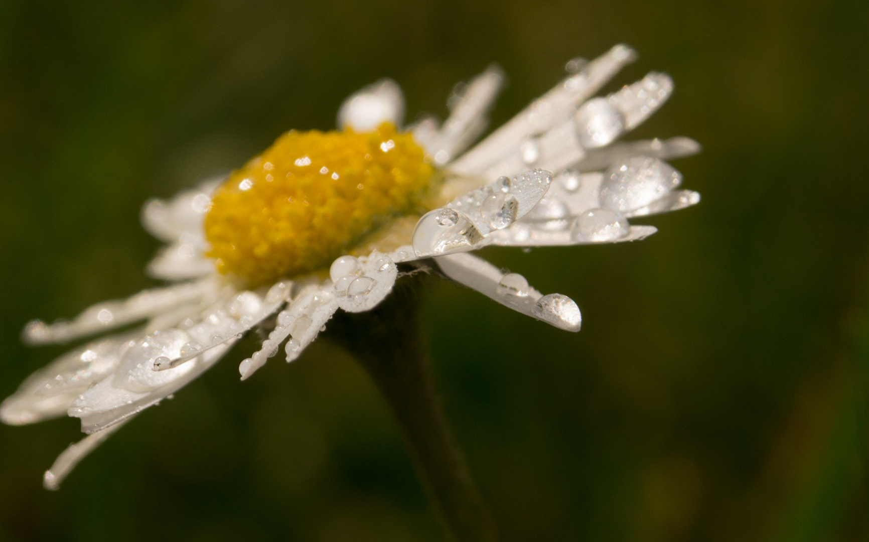 Gänseblümchen im Morgentau