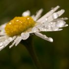 Gänseblümchen im Morgentau