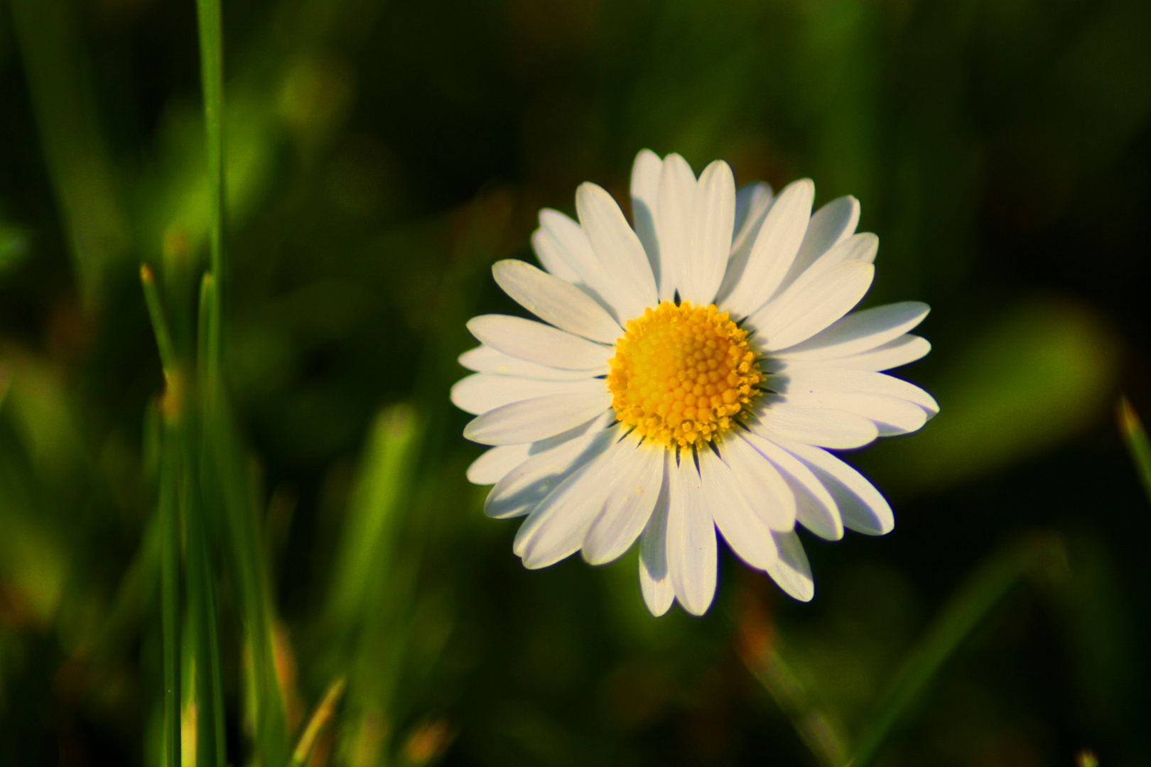 Gänseblümchen im Portrait