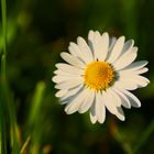 Gänseblümchen im Portrait