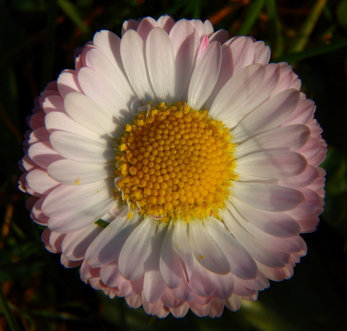 Gänseblümchen im Rasen