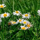 gänseblümchen im rasen