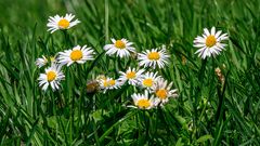 gänseblümchen im rasen