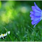 Gänseblümchen im Rasen