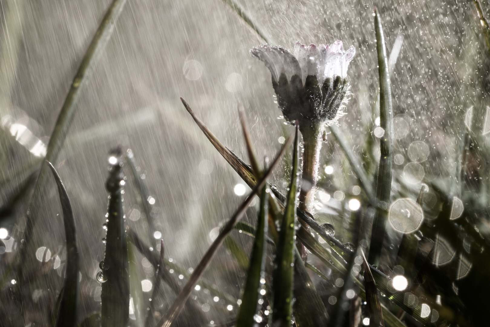 Gänseblümchen im Regen