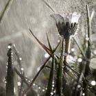 Gänseblümchen im Regen