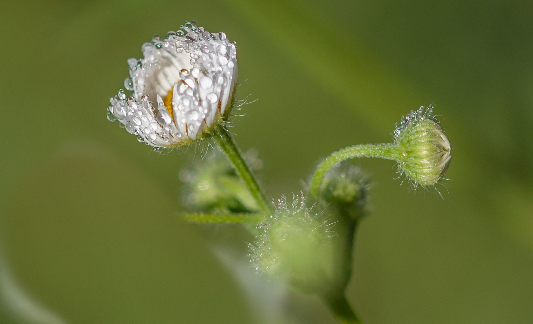 Gänseblümchen im Regen