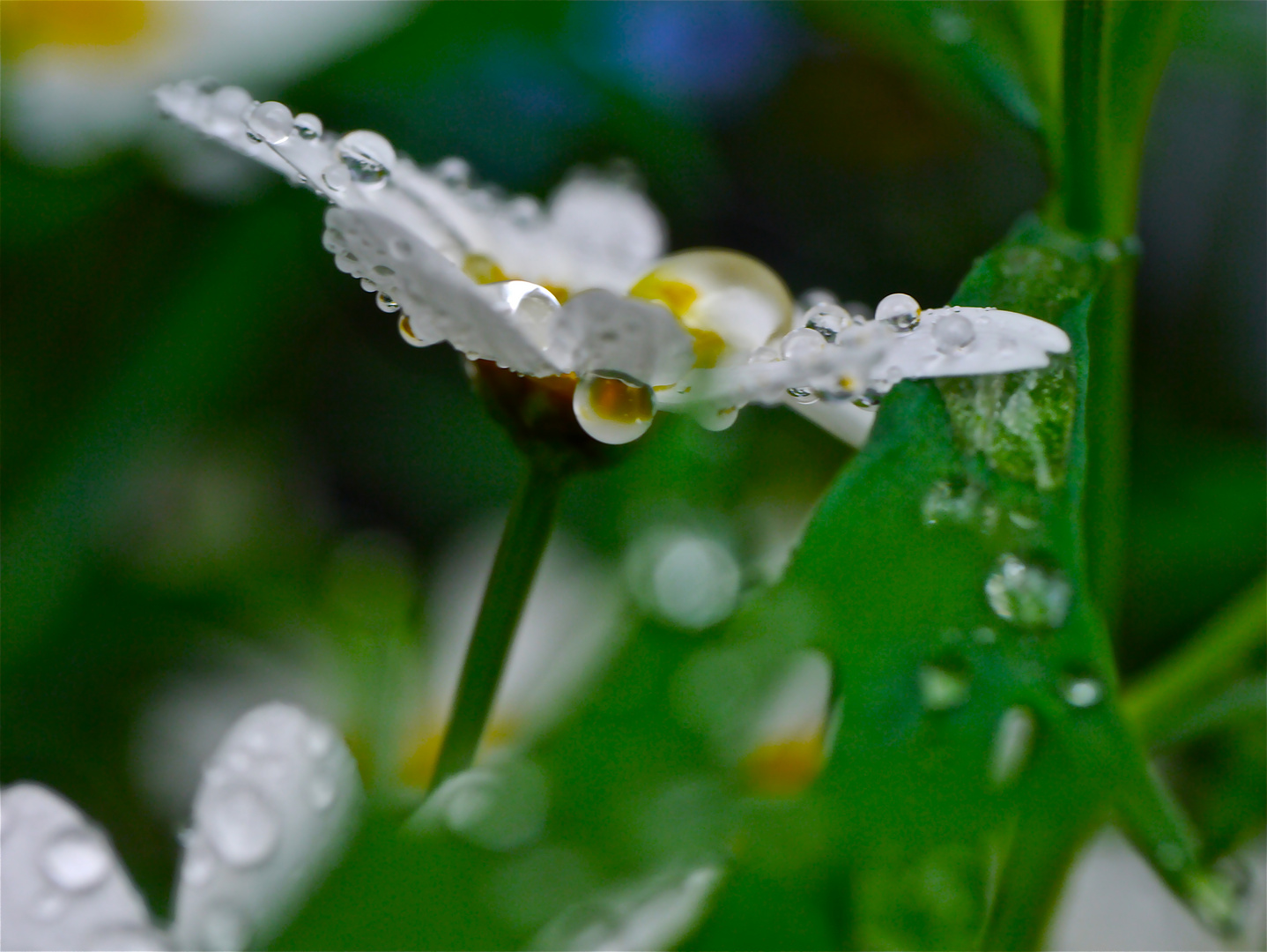 Gänseblümchen im Regen