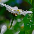 Gänseblümchen im Regen