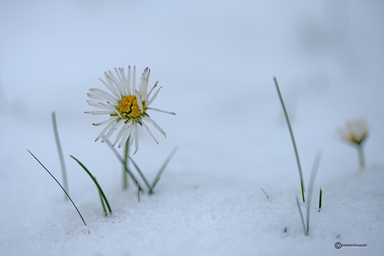 Gänseblümchen im Schnee!