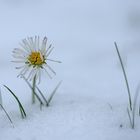 Gänseblümchen im Schnee!