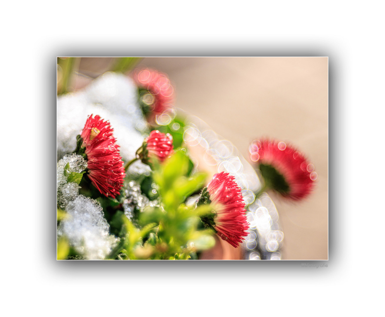 Gänseblümchen im Schnee ...