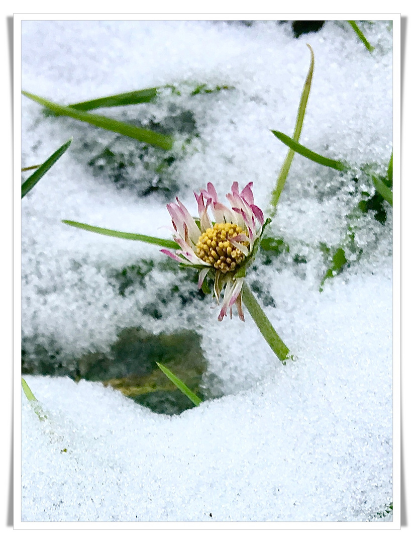 Gänseblümchen im Schnee