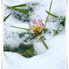 Gänseblümchen im Schnee