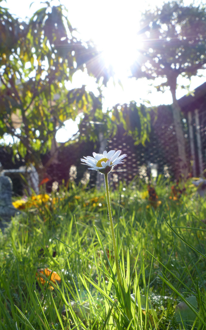 Gänseblümchen im Schrebergarten