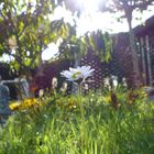 Gänseblümchen im Schrebergarten