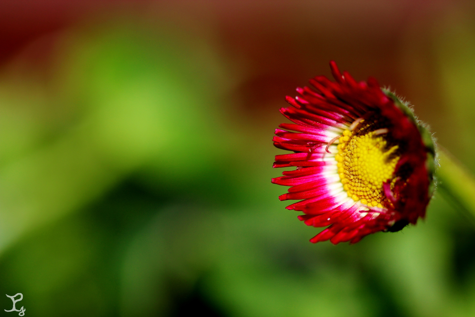 Gänseblümchen im Sonnenlicht