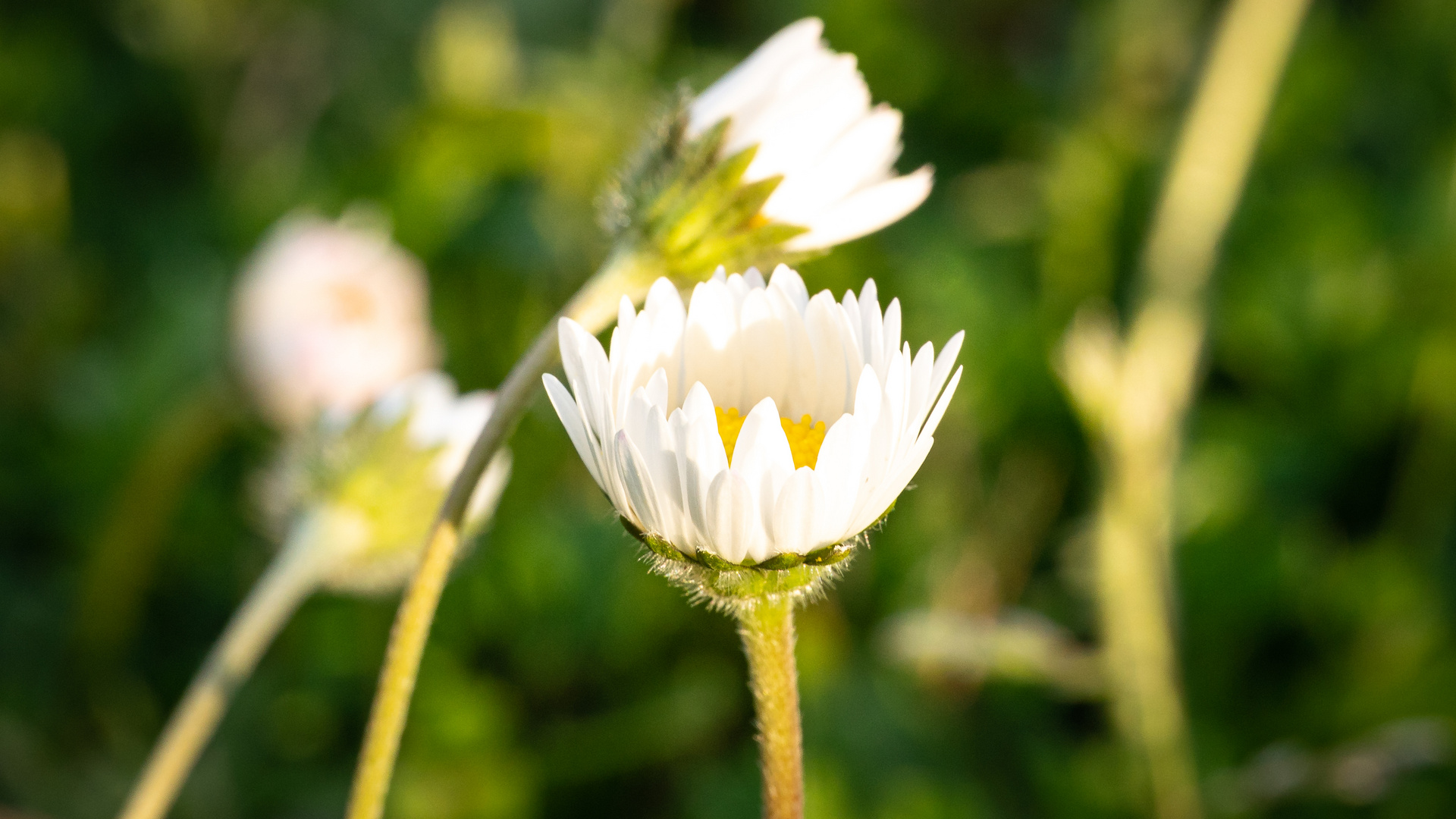 Gänseblümchen im Sonnenlicht