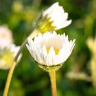 Gänseblümchen im Sonnenlicht