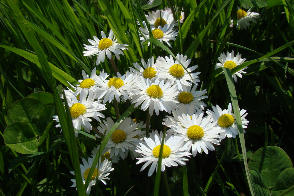 Gänseblümchen im Sonnenschein