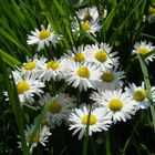 Gänseblümchen im Sonnenschein