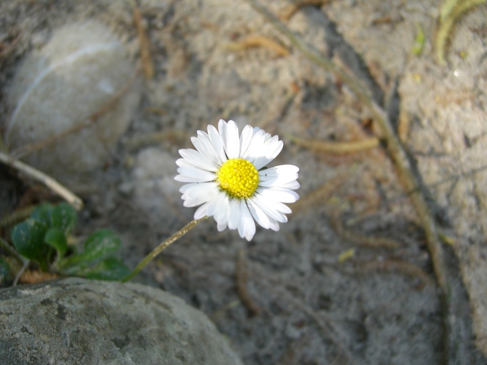 Gänseblümchen im Sonnenschein