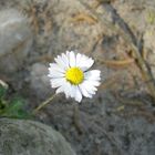 Gänseblümchen im Sonnenschein