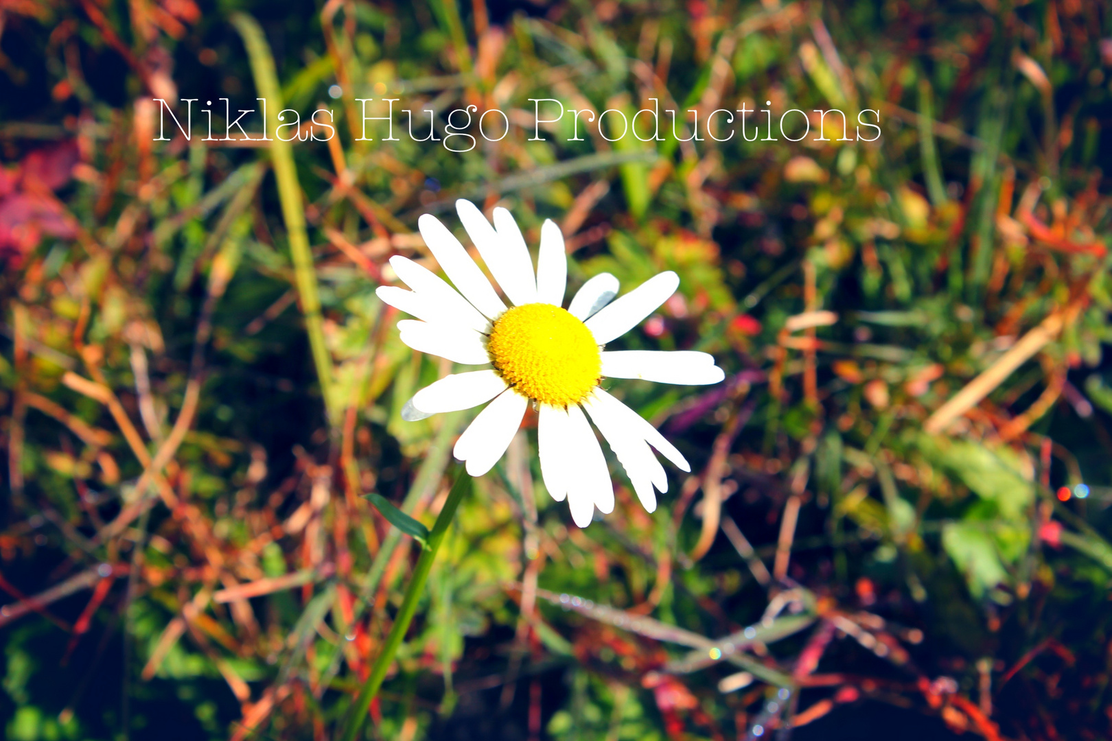 Gänseblümchen im Sonnenschein