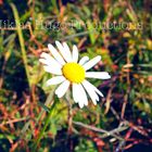 Gänseblümchen im Sonnenschein