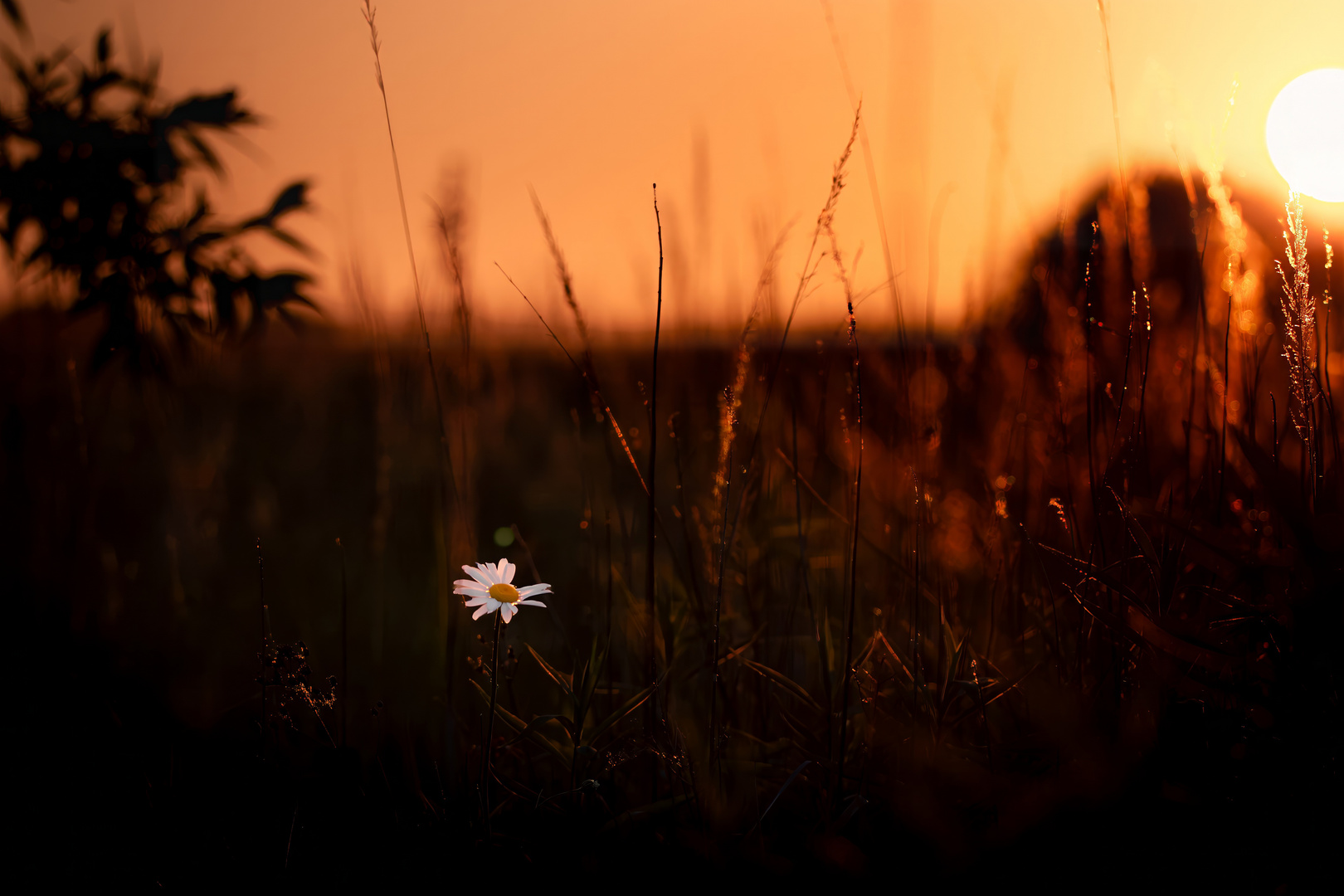 Gänseblümchen im Sonnenuntergang