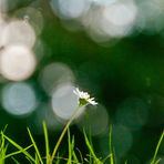 Gänseblümchen im Spiegel 1