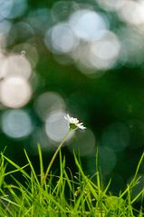 Gänseblümchen im Spiegel 1