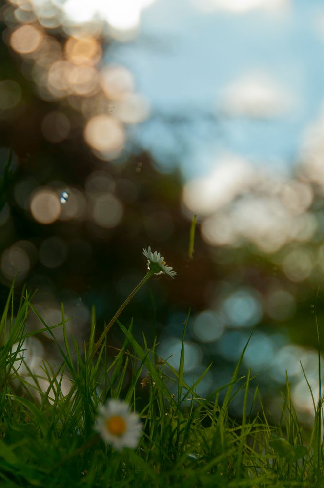 Gänseblümchen im Spiegel 3